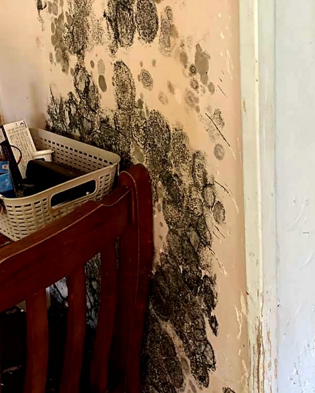 mold remediation 