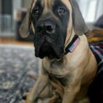 pet hair removal